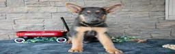 German Shepherd dogs for sale: Asher - Ad 3