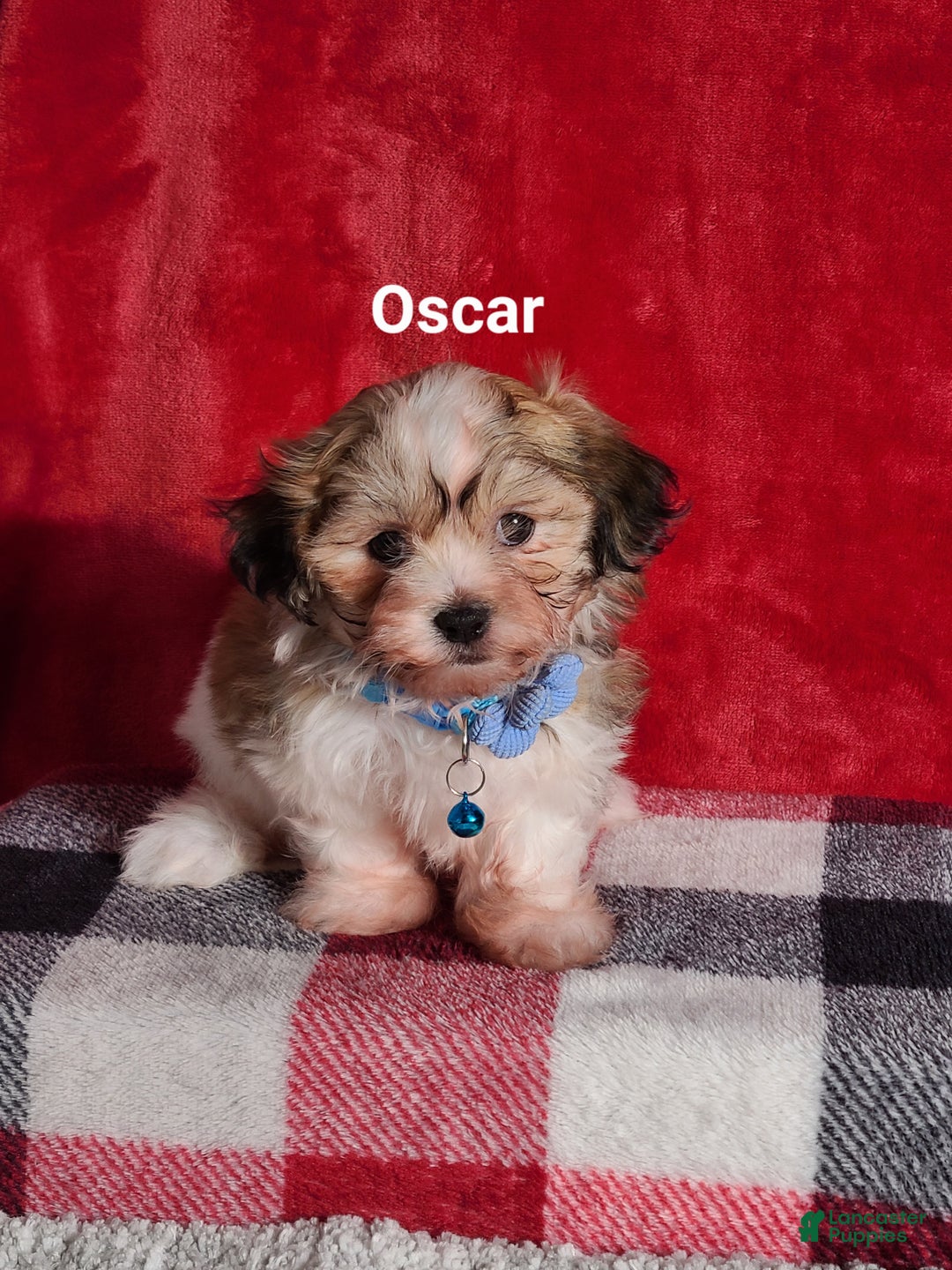 Teddy Bear dogs for sale: Oscar  - Ad 2