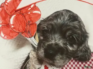 Cocker Spaniel dogs Gustav - Ad 35