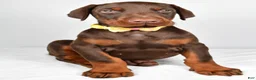 Doberman Pinscher dogs for sale: Lance - Ad 7