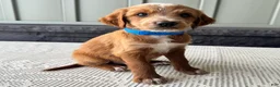 Mixed Breed dogs for sale: Waldo - Ad 4