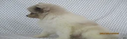 Pomeranian dogs for sale: Jordan - Ad 3