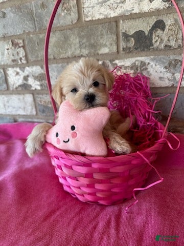 Schnoodle dogs Chanel - Ad 1