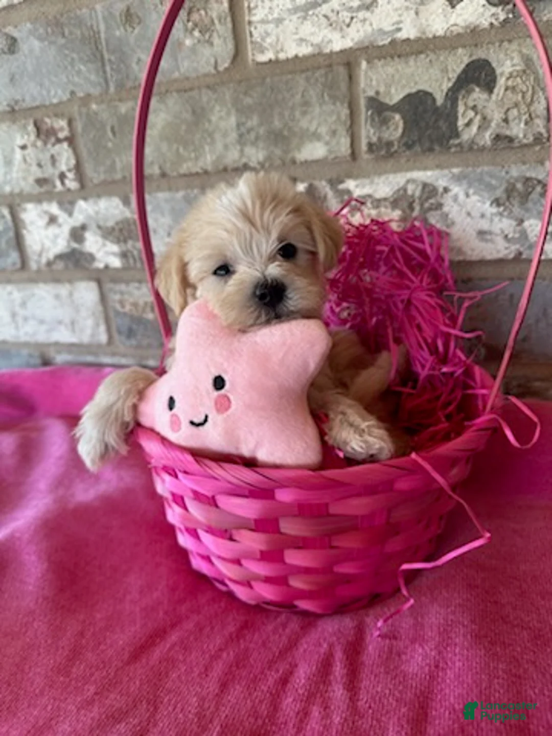 Schnoodle dogs for sale: Chanel - Ad 1