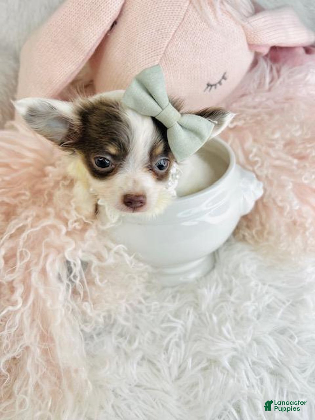 Chihuahua dogs for sale: Chihuahua Puppy 2 - Ad 1