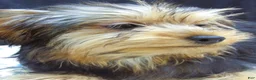 Yorkshire Terrier dogs for sale: Yorkie - Ad 2