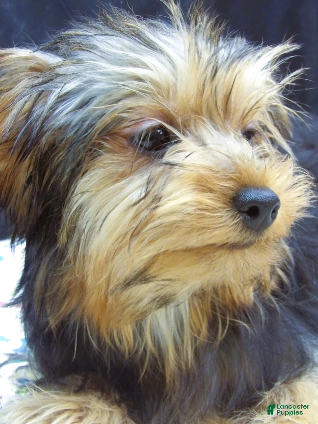 Yorkshire Terrier dogs for sale: Yorkie - Ad 2