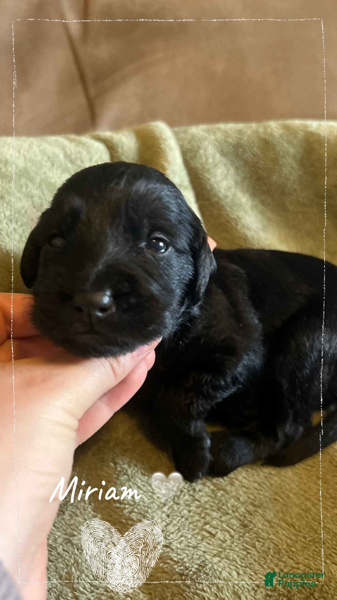 Mixed Breed dogs for sale: Golden Labradoodle Puppy 7 Orange Collar - Ad 8