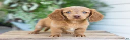 Dachshund dogs for sale: Winston - Ad 1