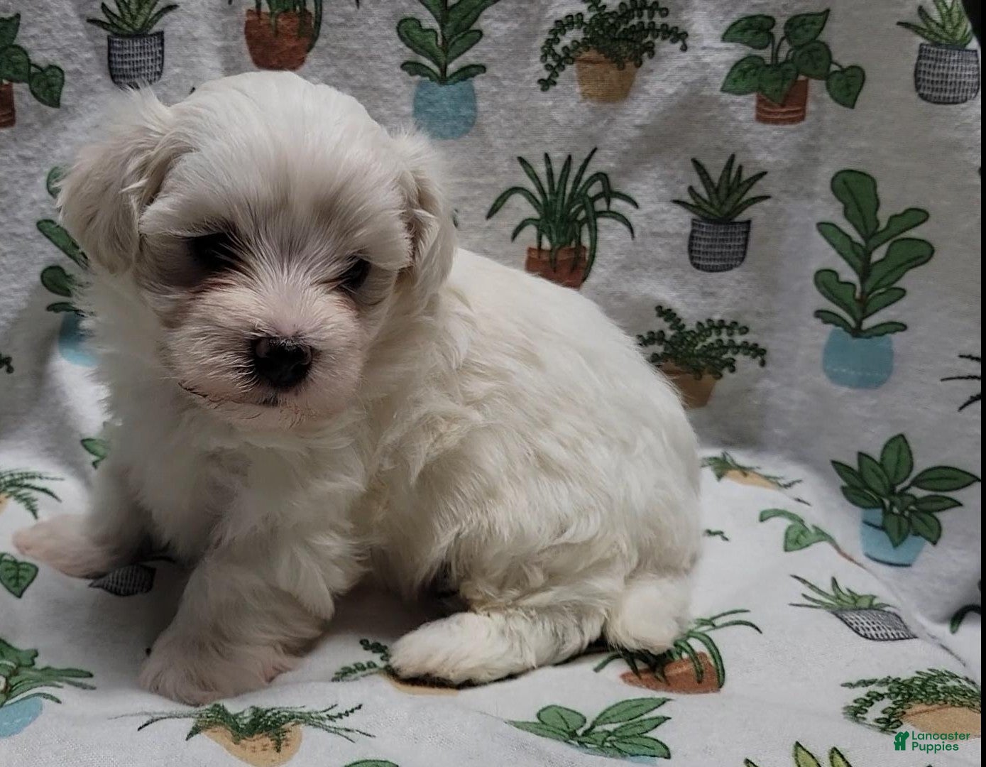 Maltipoo dogs Fern - Ad 6