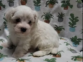 Maltipoo dogs Fern - Ad 6