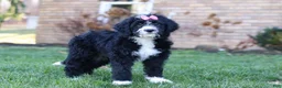 Bernedoodle dogs for sale: Eden - Ad 4
