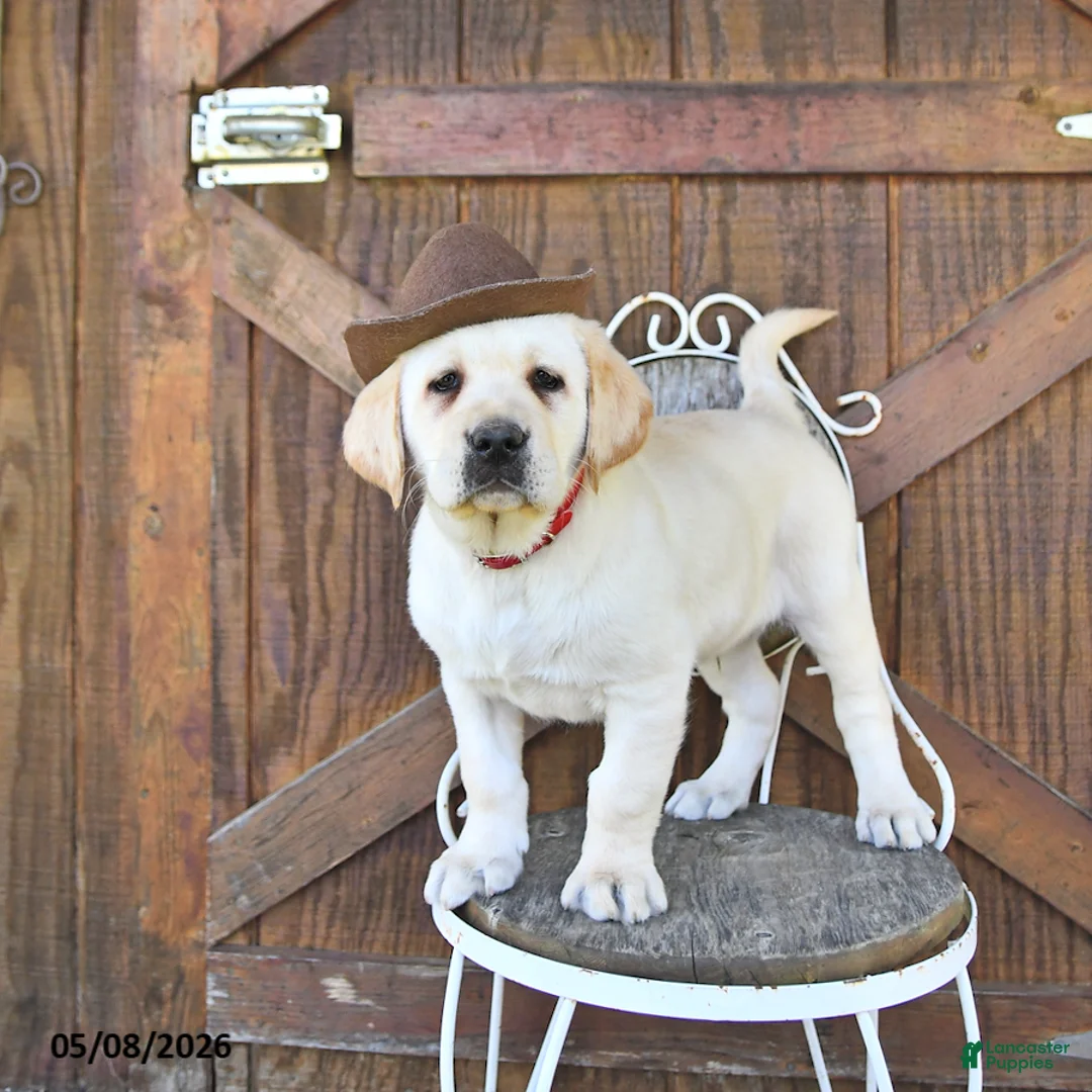 Labrador Retriever dogs for sale: Stanton - Ad 1