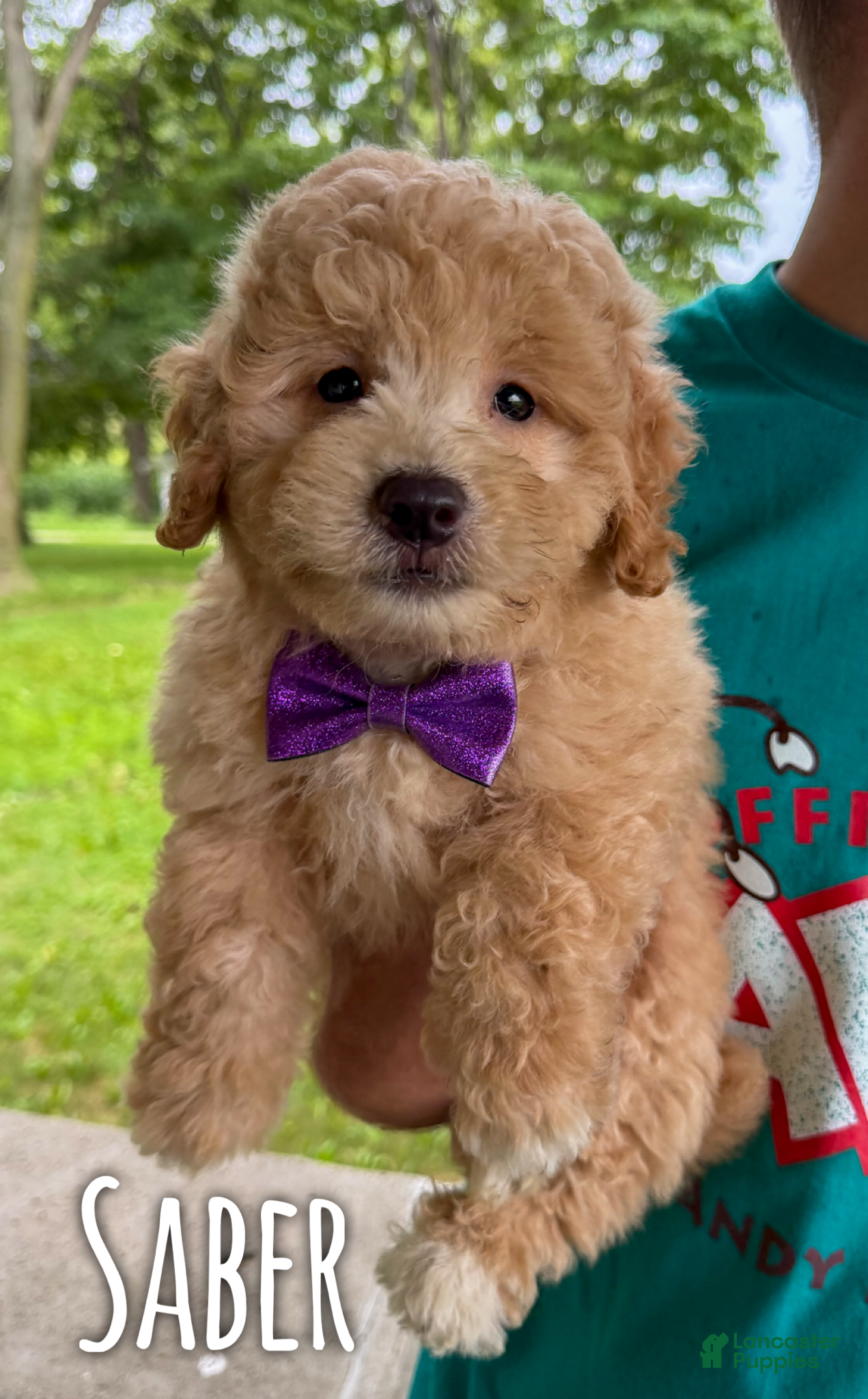 Mini Aussiedoodle dogs Saber - Micro Mini F1b - Ad 31