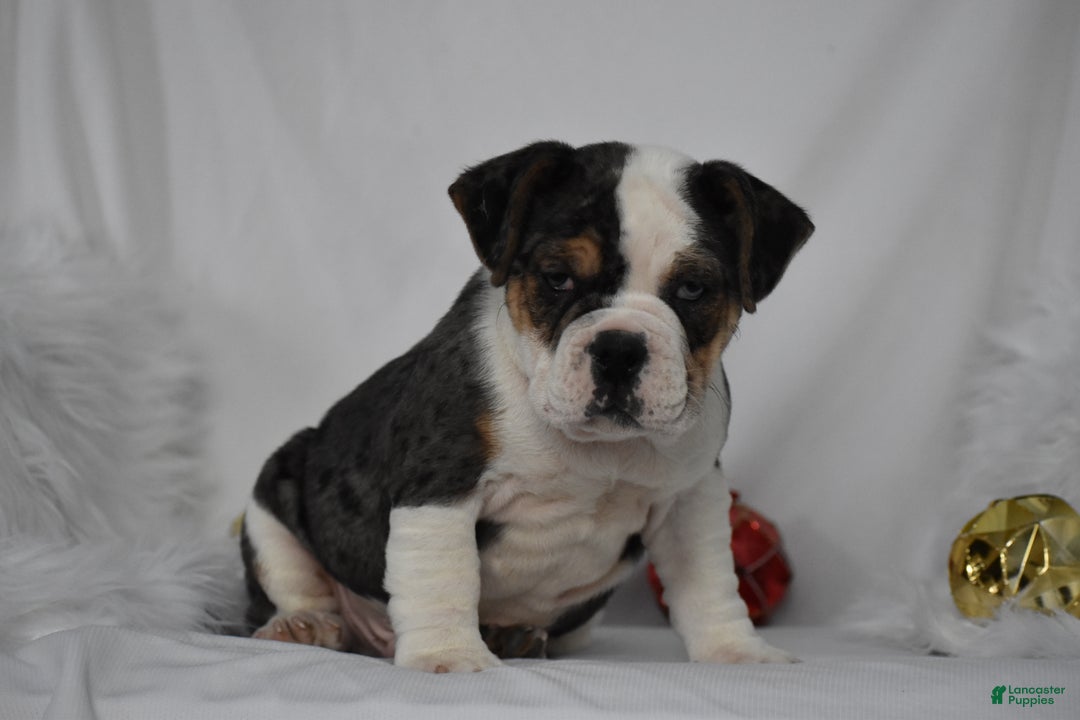Mixed Breed dogs for sale: Wrangler - Ad 9