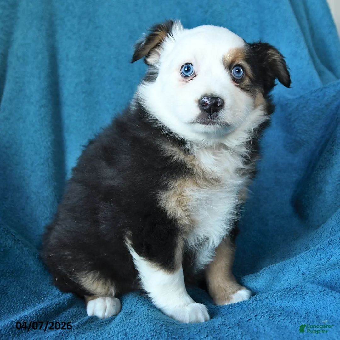 Miniature Australian Shepherd dogs for sale: Peggy - Ad 2