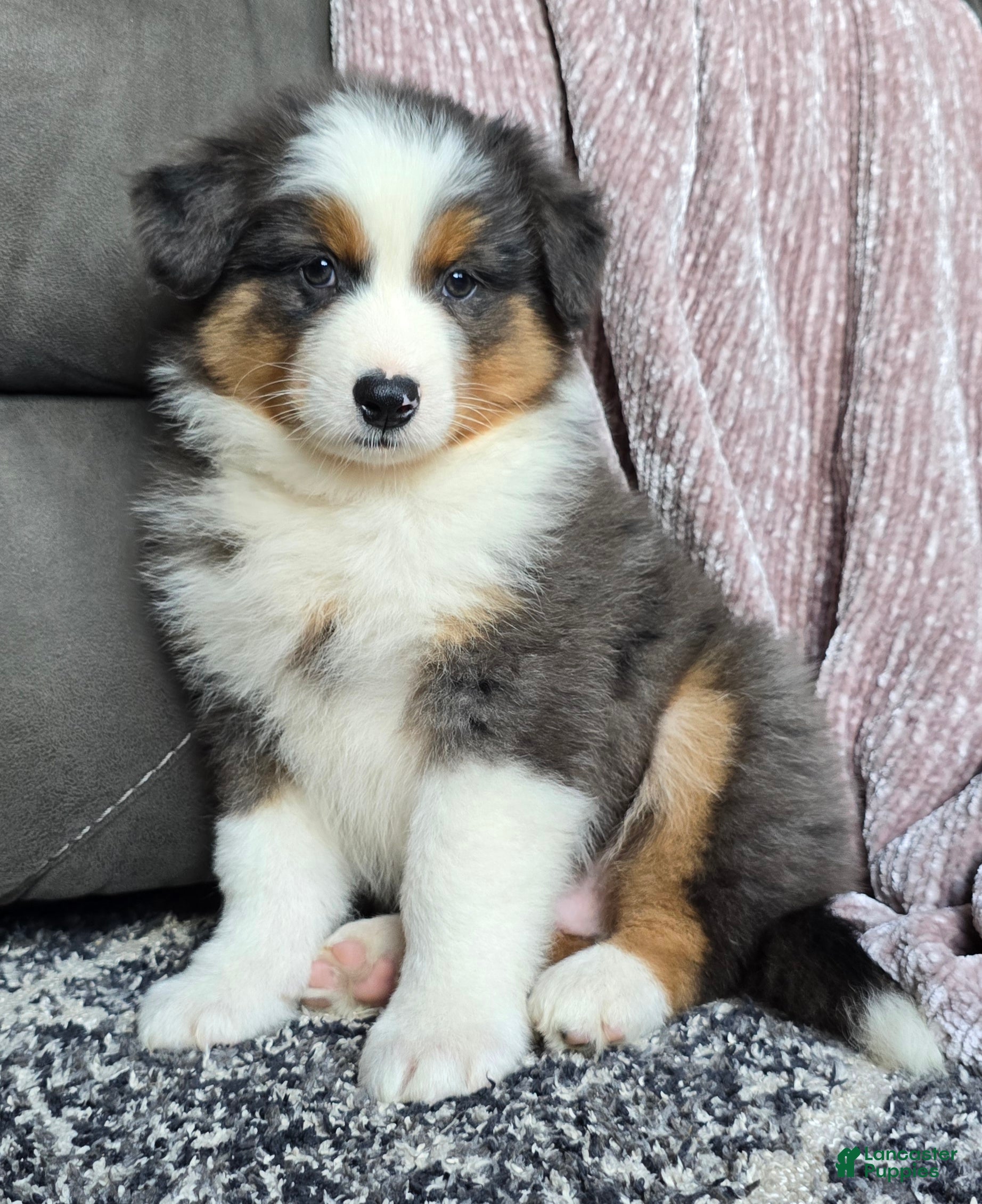 Australian Shepherd dogs Nash - Ad 1