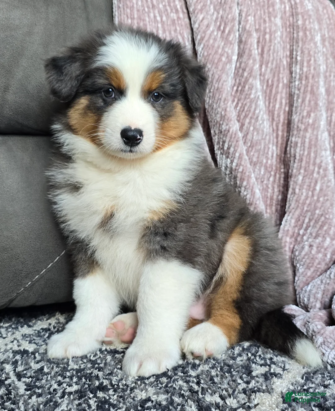 Australian Shepherd dogs for sale: Nash - Ad 1