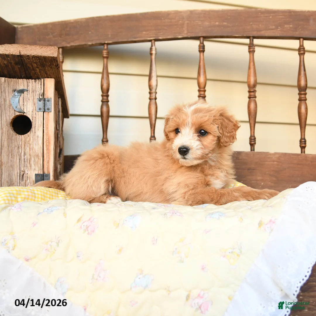 Mini Goldendoodle dogs for sale: Fauna - Ad 3