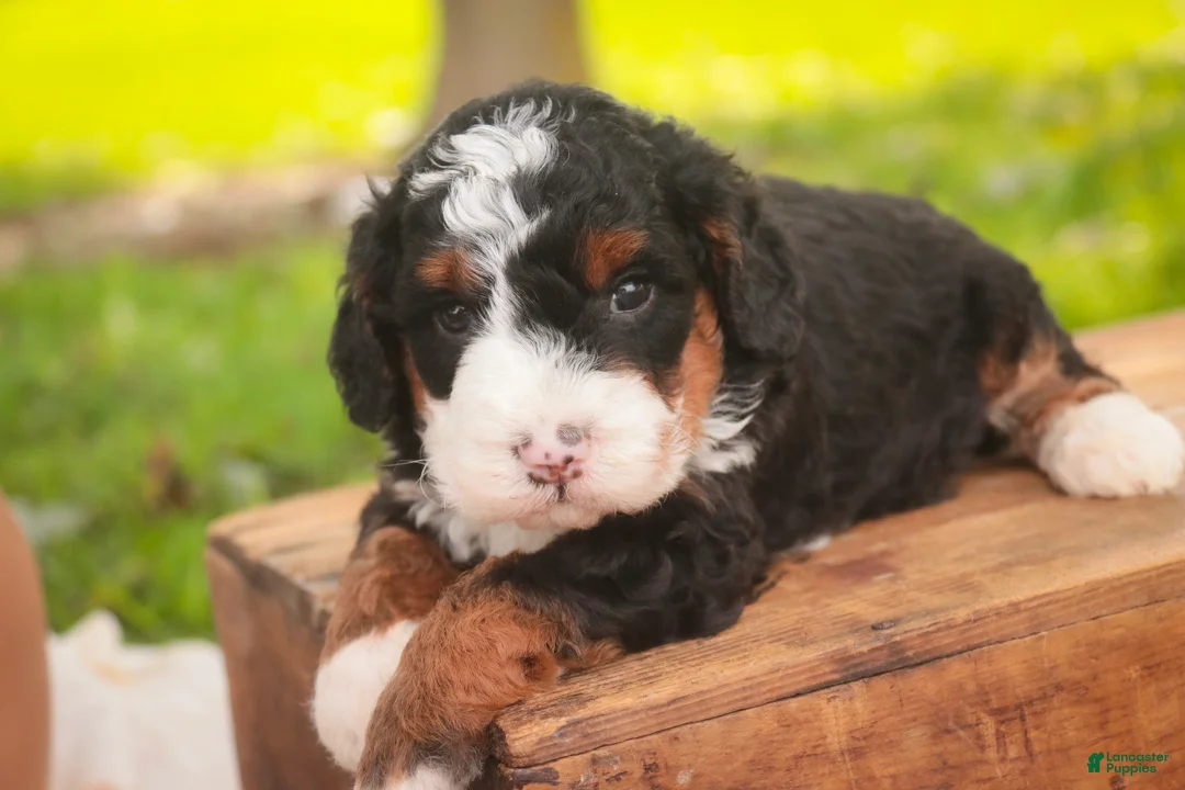 Bernedoodle dogs for sale: Ridge Miniature Bernedoodle  - Ad 1