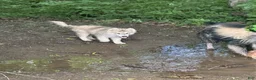 Alaskan Husky dogs for sale: Alaskan Husky 1 - Ad 5