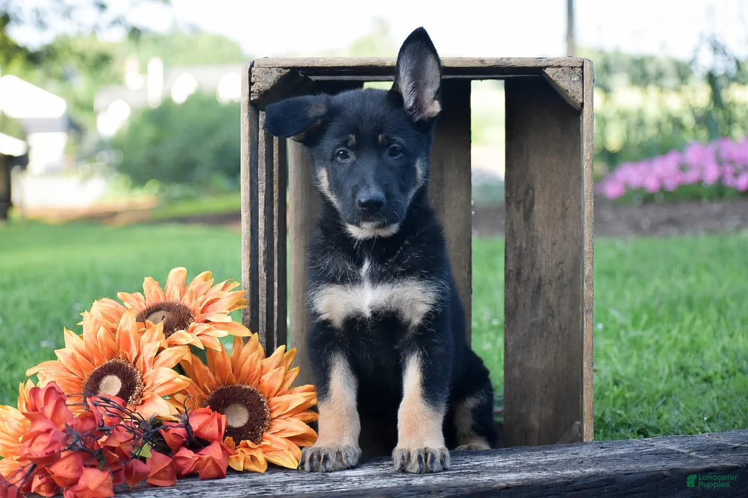 German Shepherd dogs for sale: Gracie - Ad 1