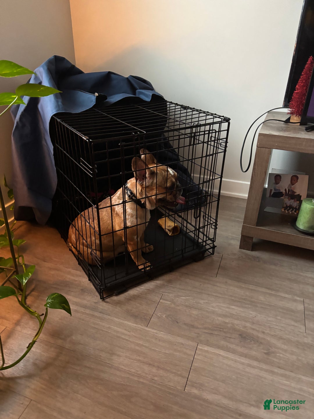 French Bulldog dogs for sale: Missy - Ad 4