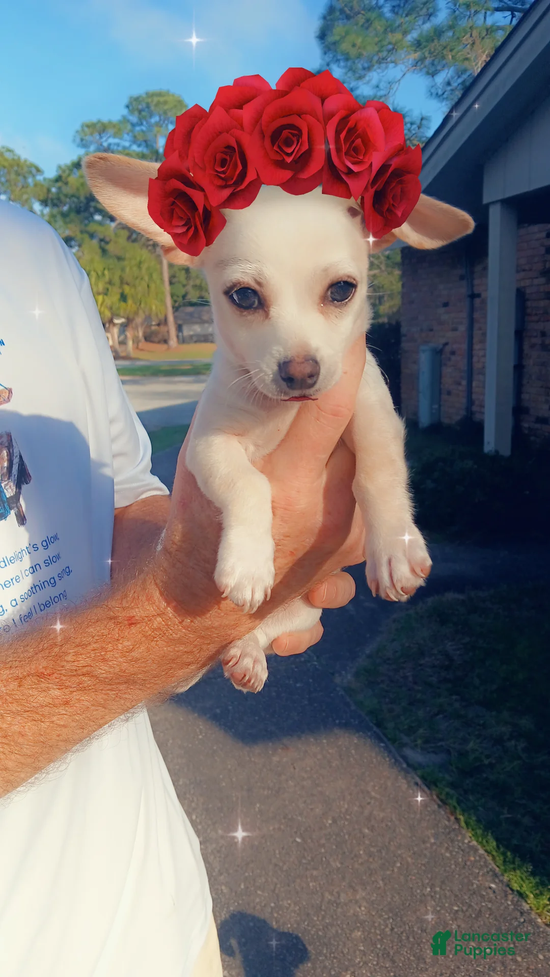 Chiweenie dogs for sale: Chiweenie Puppy 3 - Ad 2
