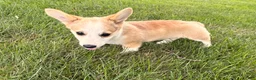 Welsh Corgi Pembroke dogs for sale: DEXER - Ad 18