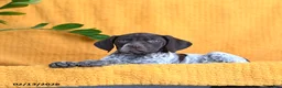 German Shorthaired Pointer dogs for sale: Bunny - Ad 4