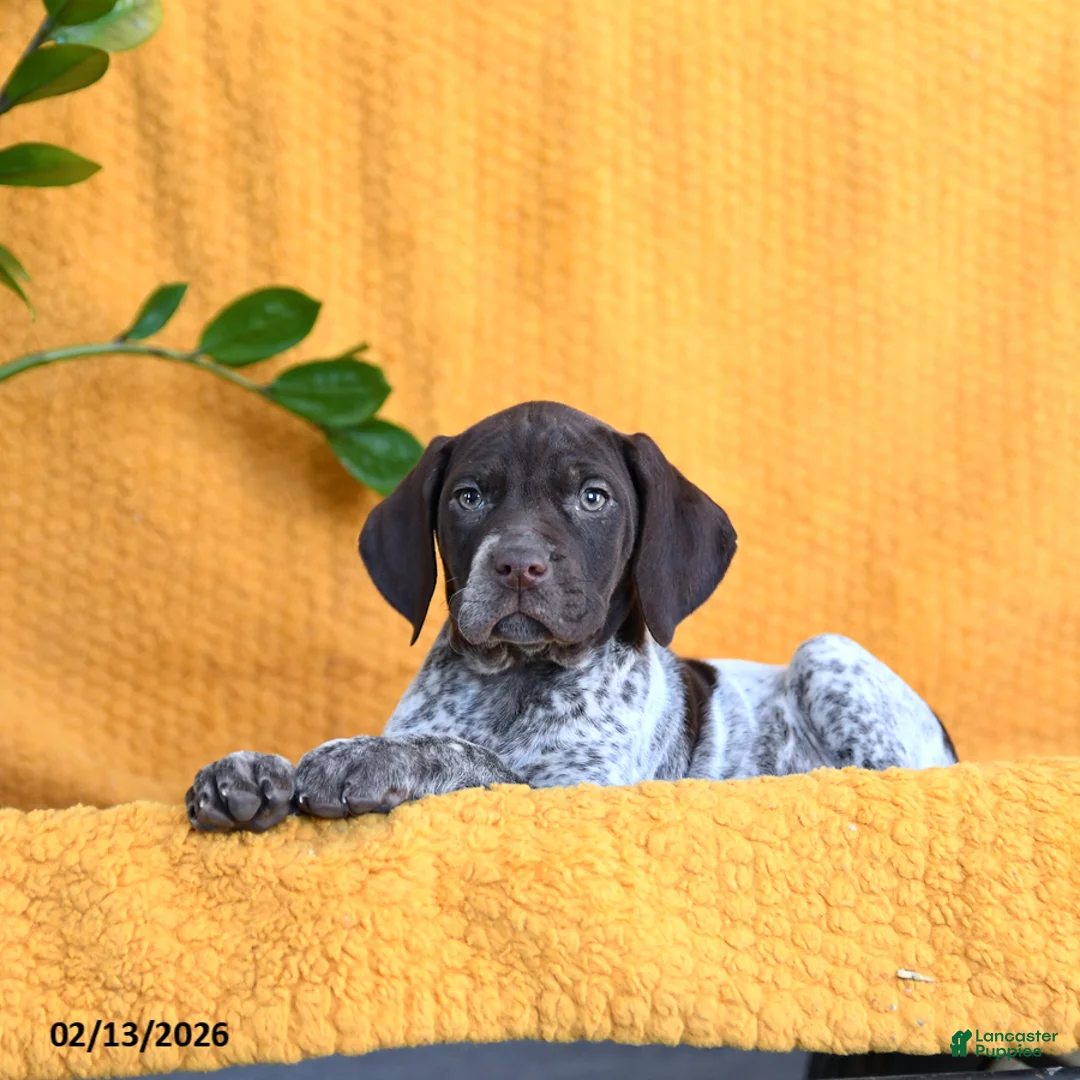 German Shorthaired Pointer dogs for sale: Bunny - Ad 4