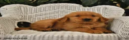 Golden Retriever dogs for sale: Bouncer - Ad 4