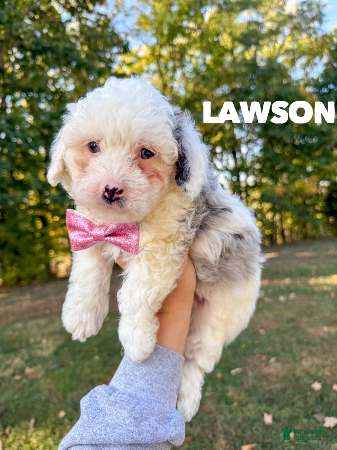 Mixed Breed dogs for sale: Lawson - Ad 3