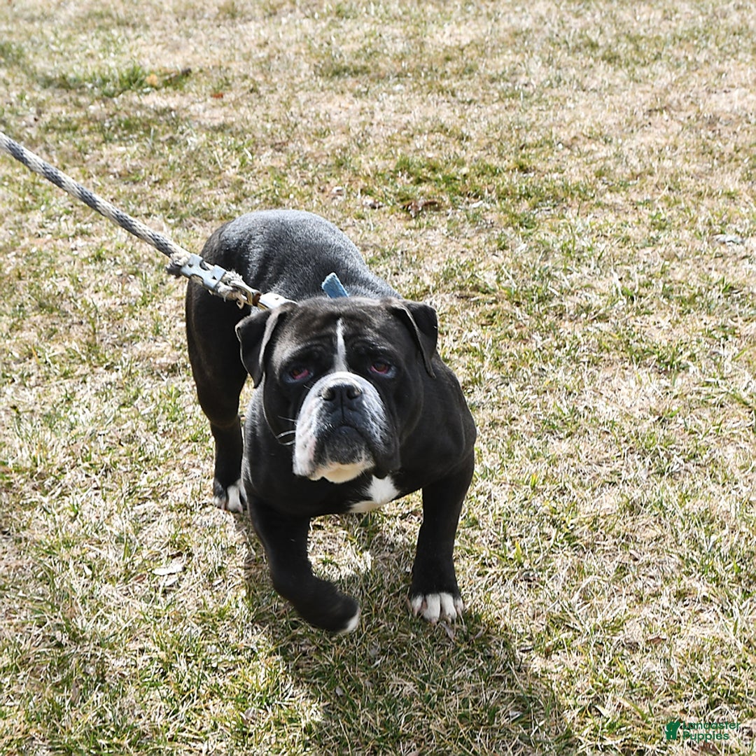 Olde English Bulldogge dogs for sale: Kaya - Ad 11