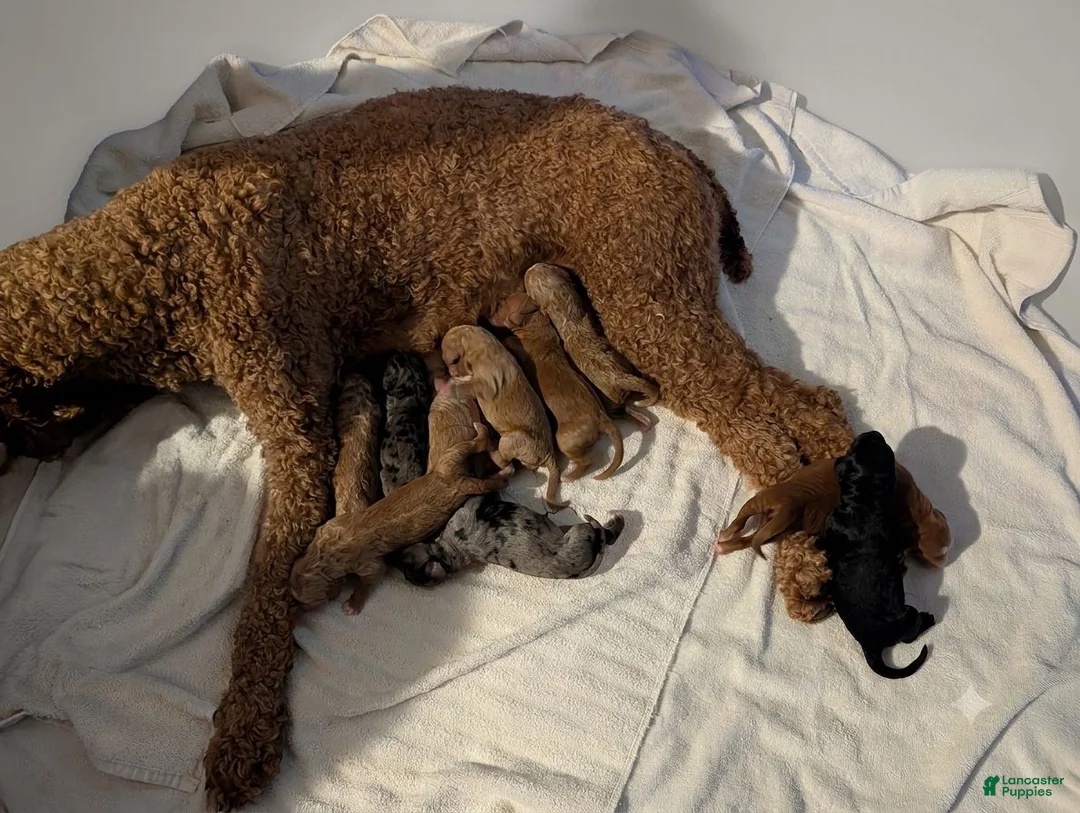 Aussiedoodle dogs for sale: Aussiedoodle 1 - Ad 7