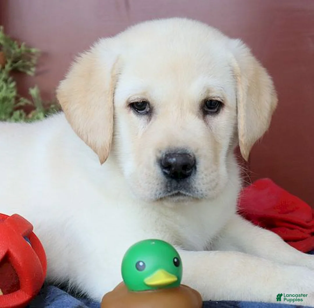 Labrador Retriever dogs for sale: Diesel -Ch lines - Special price - Ad 3