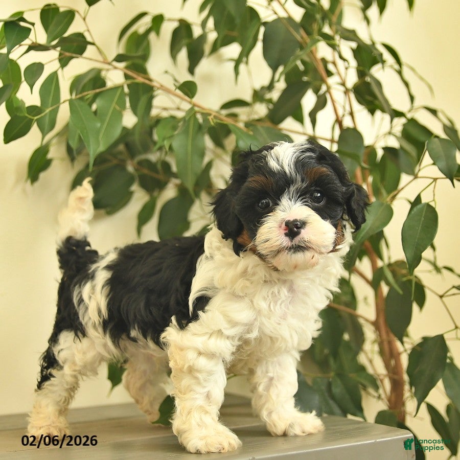 Cavapoo dogs Casper  - Ad 1