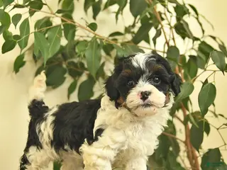 Cavapoo dogs for sale: Casper - Ad 1