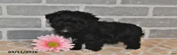 Maltipoo dogs for sale: Coal - Ad 3