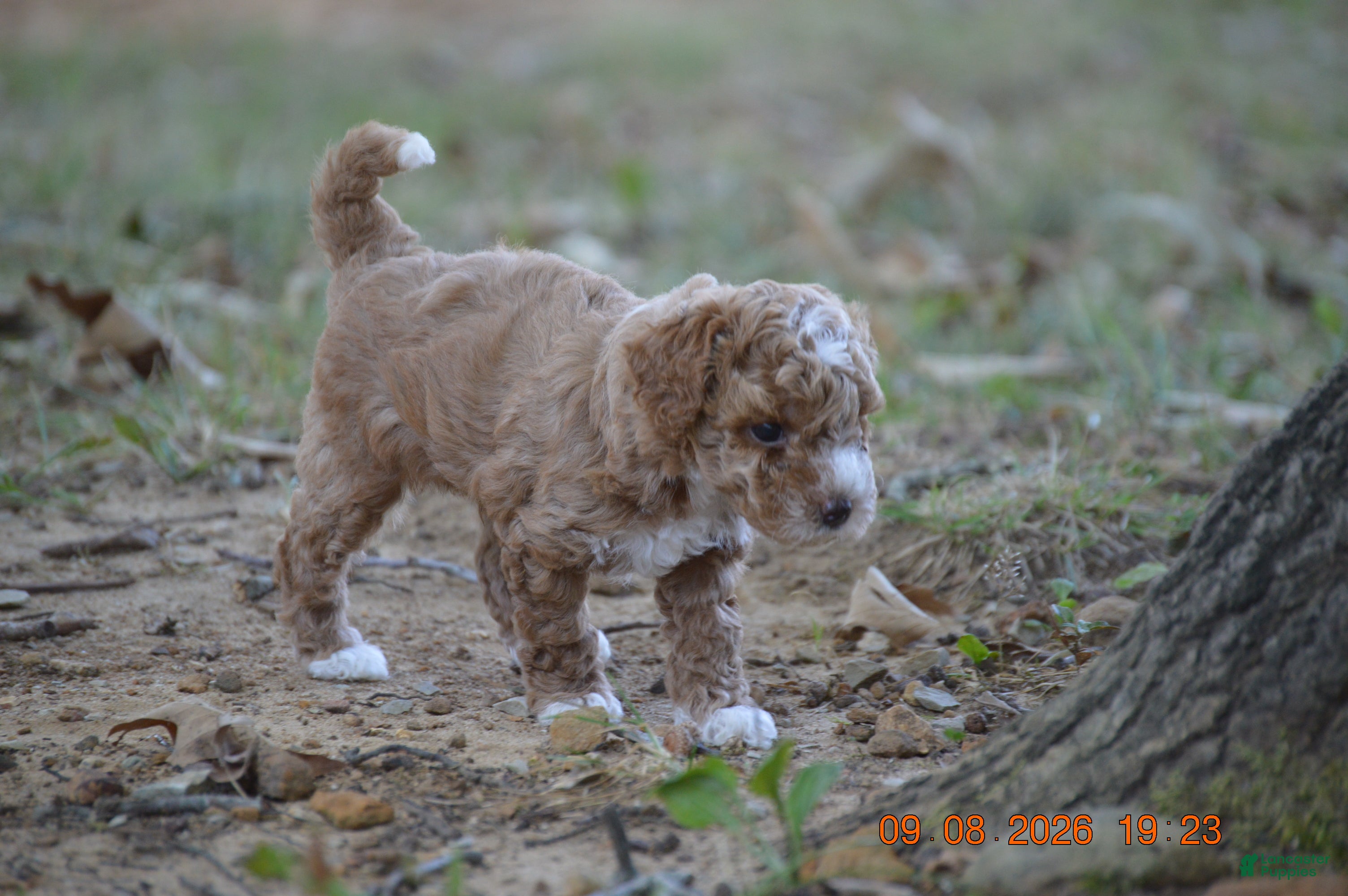 Miniature Poodle dogs Peanut - Ad 1