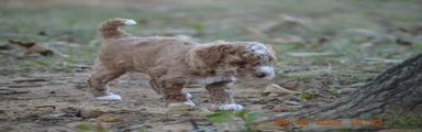 Peanut