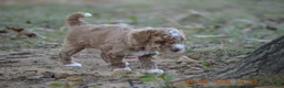 Miniature Poodle dogs for sale: Peanut - Ad 1