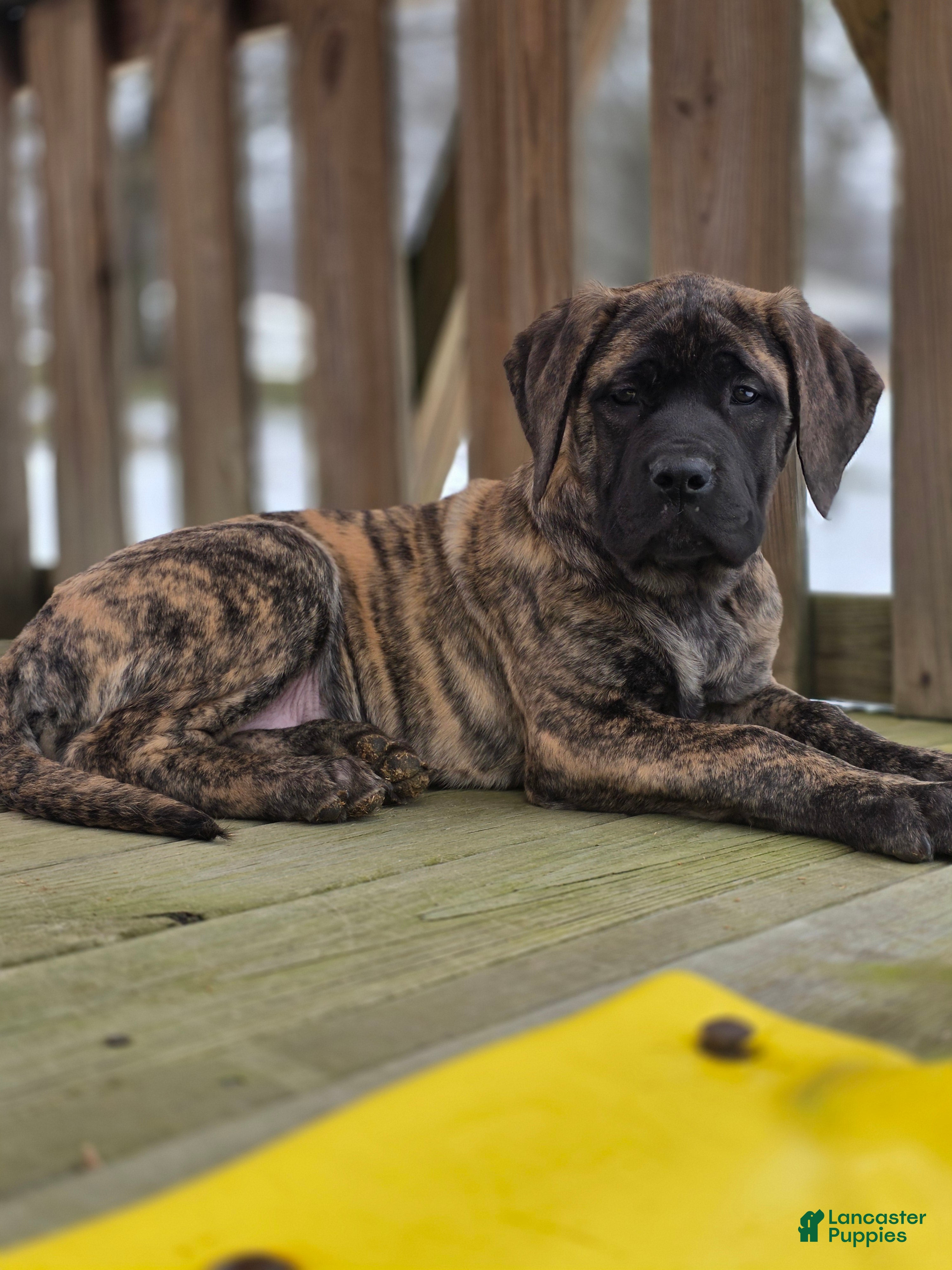 English Mastiff dogs Roxie - Ad 42