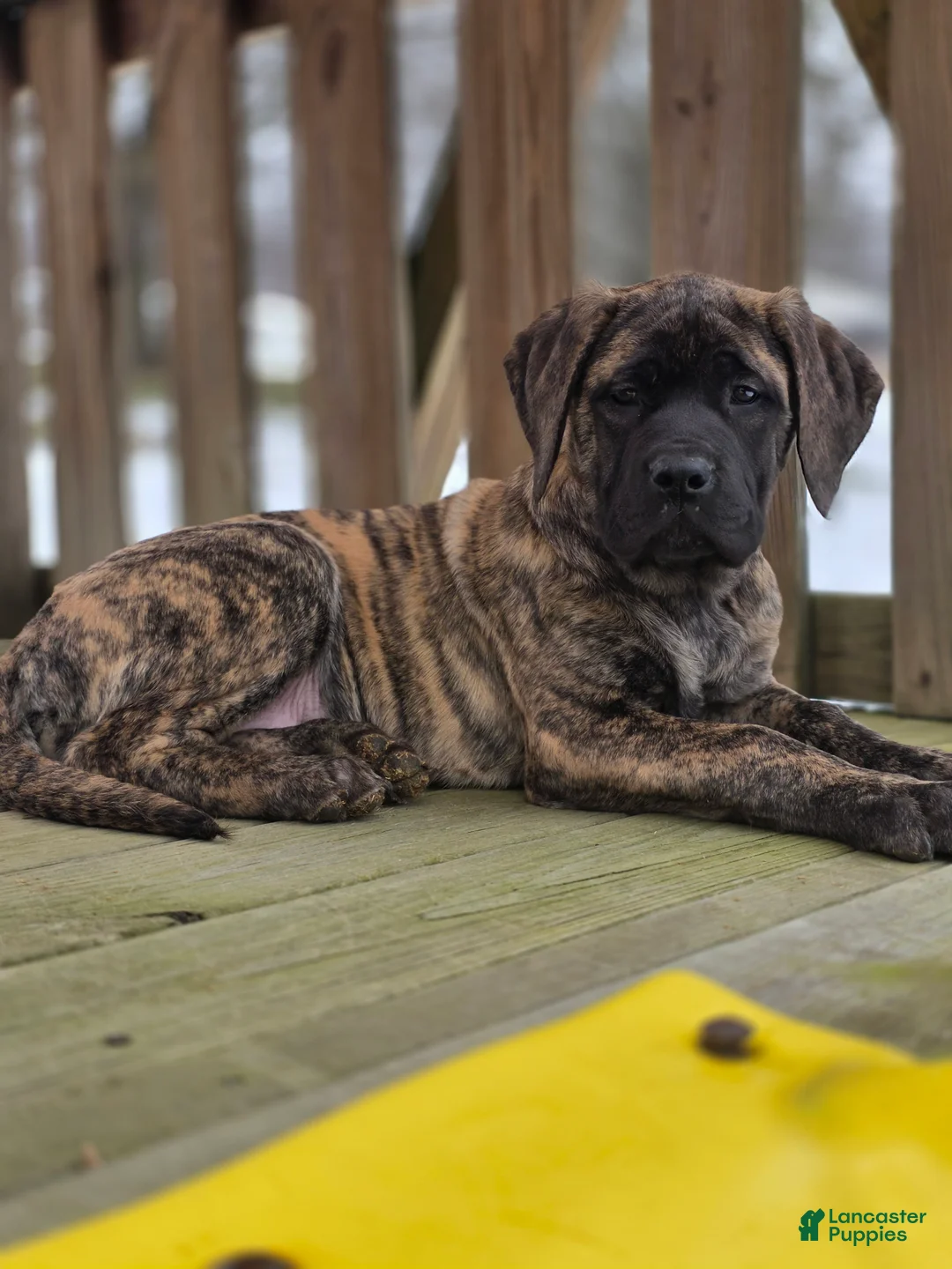 English Mastiff dogs for sale: Roxie - Ad 6
