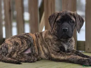 English Mastiff dogs Roxie - Ad 34