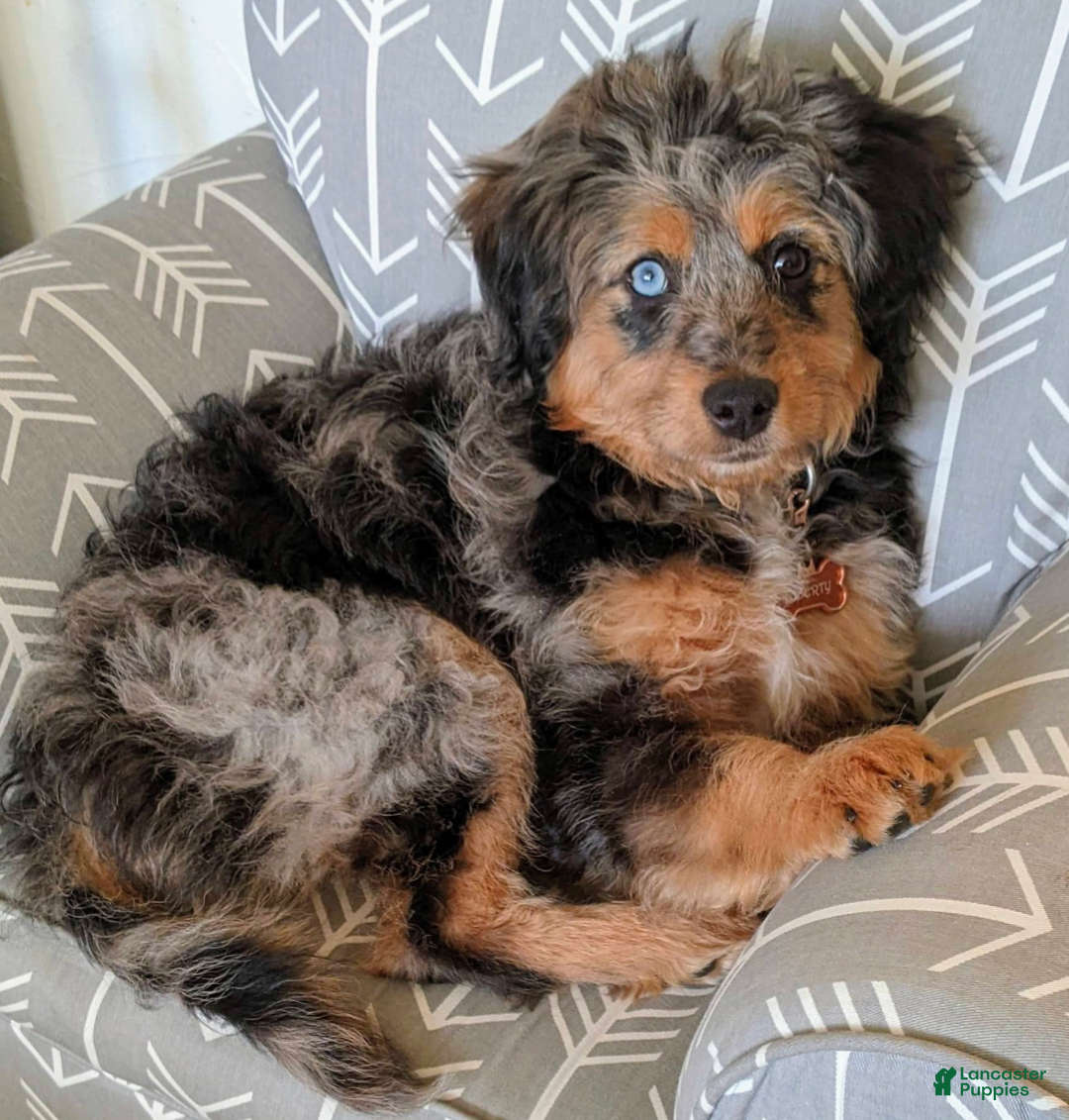 Mini Aussiedoodle dogs for sale: Hazel - Ad 11