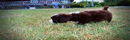 Havapoo dogs for sale: Katie - Ad 11
