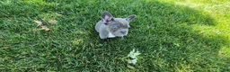 French Bulldog dogs for sale: Jenna - Ad 3