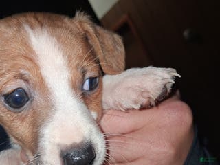 Jack Russell Terrier dogs Jack Russell Terrier Puppy 3 - Ad 3