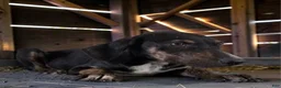 Catahoula Leopard Dog dogs for sale: Tracy II 2026 Female 1 - Ad 2